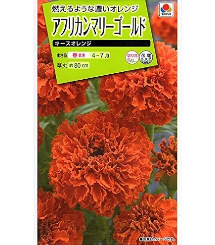 Amazon.co.jp: マリーゴールド 種子 キースオレンジ （育苗可能本数